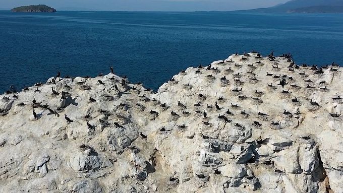Численность бакланов в Бурятии начнут регулировать