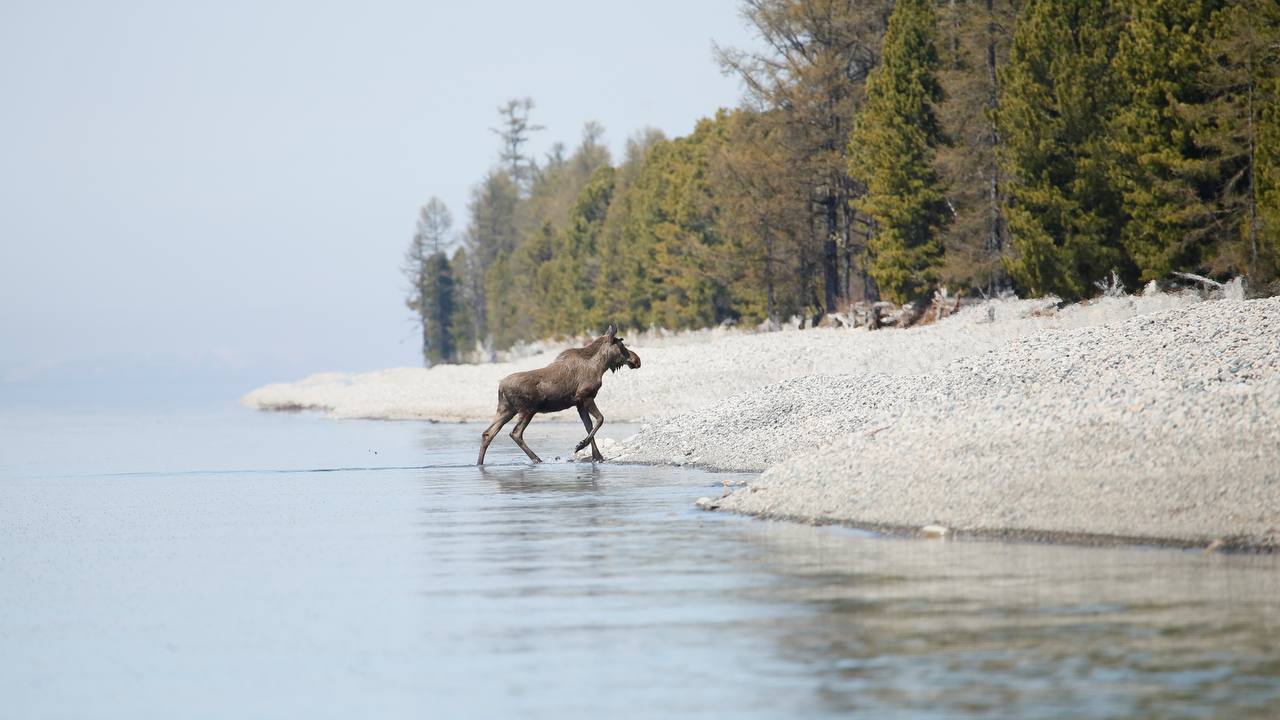 На Байкале заметили купающегося лосенка