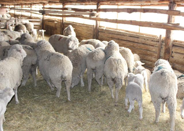 Делегация из Бурятии примет участие в выставке племенных овец