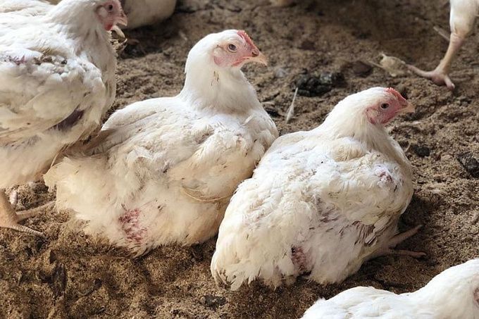В Улан-Удэ владельцам более 70 хозяйств придется сдать домашних птиц