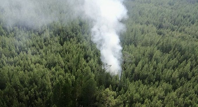 Новую модель ИИ для мониторинга лесов разработали в Бурятии