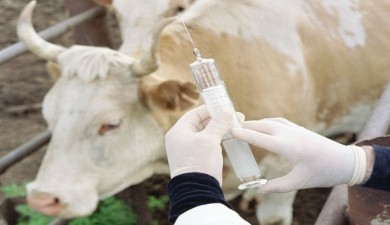 В Бурятии из-за болезни скота привили более 26 тысяч животных