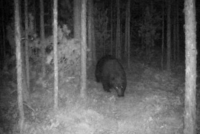 В лесу Бурятии проснулся огромный черный медведь