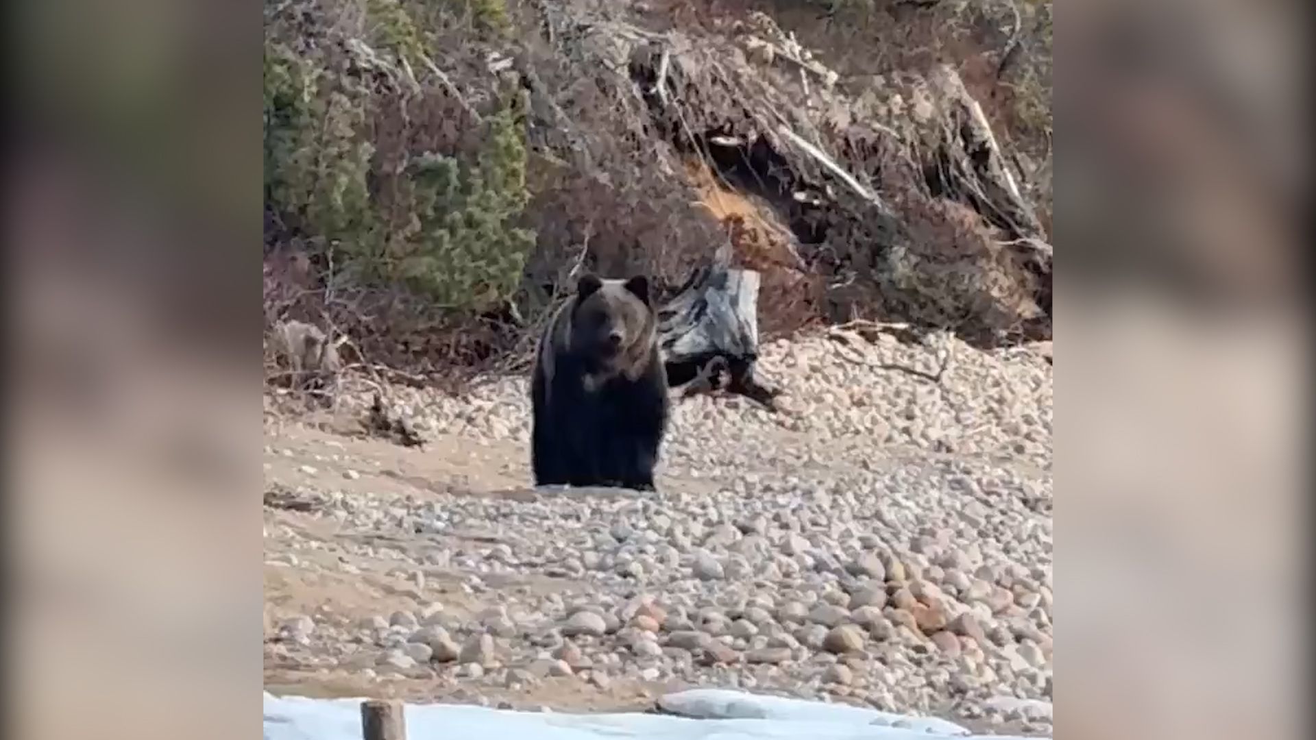 Голодный медведь разгуливает по берегу Байкала. ВИДЕО