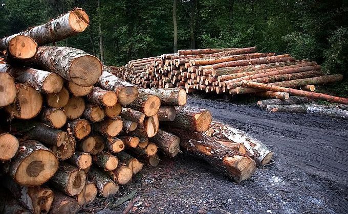 В Бурятии предприниматель сколотил банду, спилившую лес на 5 миллионов