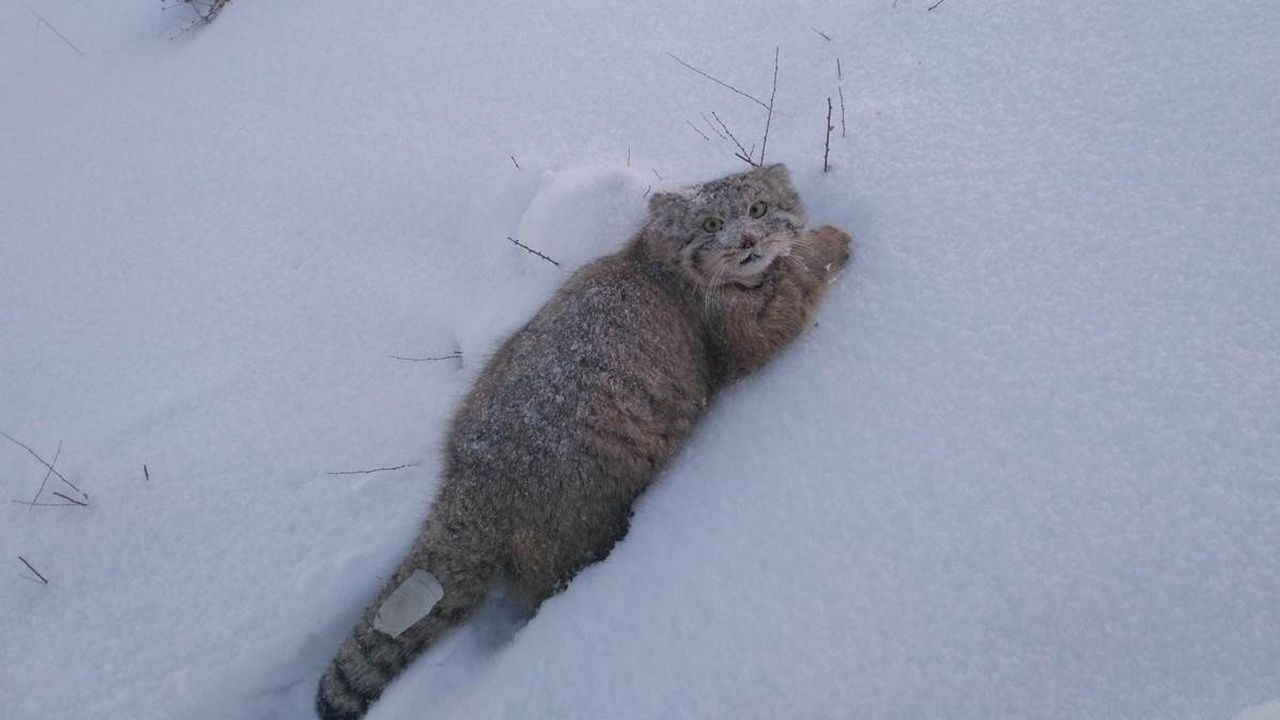 В Международный день манула в нацпарке Бурятии рассказали о редких котах