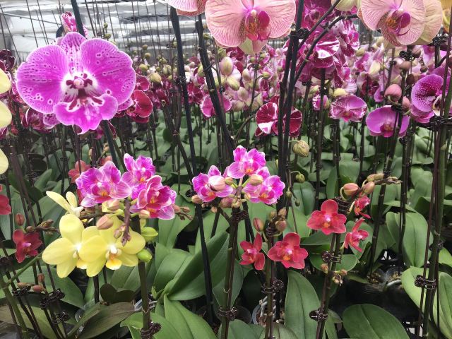 Выращенные в Бурятии орхидеи вышли на рынки Красноярска и Владивостока