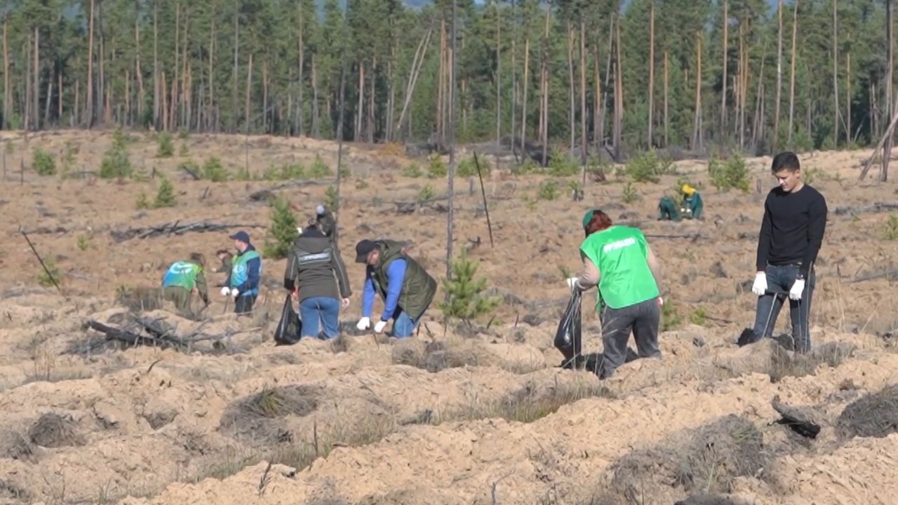 60 тысяч саженцев высадили в Бурятии