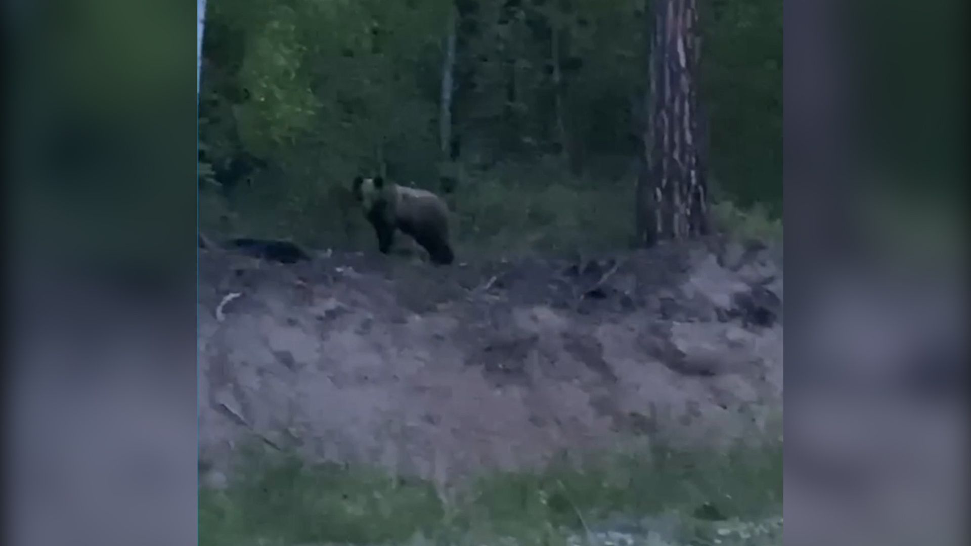 Медведя засняли возле популярного у туристов поселка на Байкале