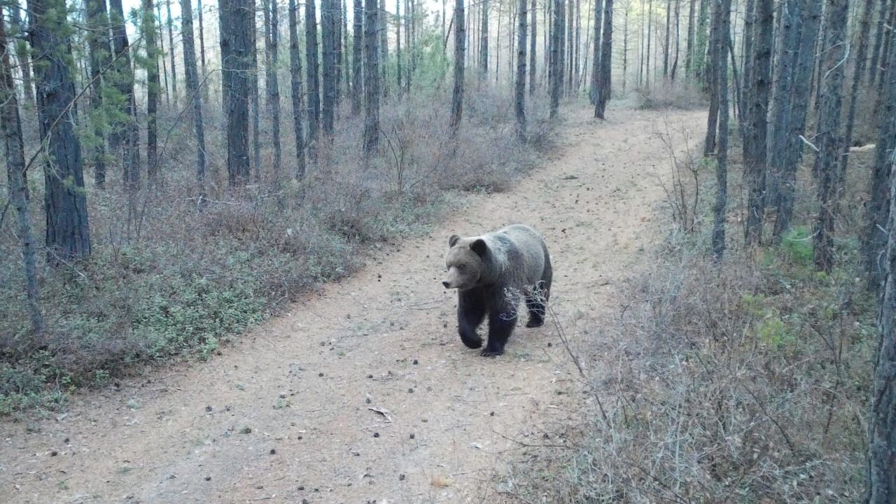 В нацпарке Бурятии предупреждают об опасности встречи с медведем