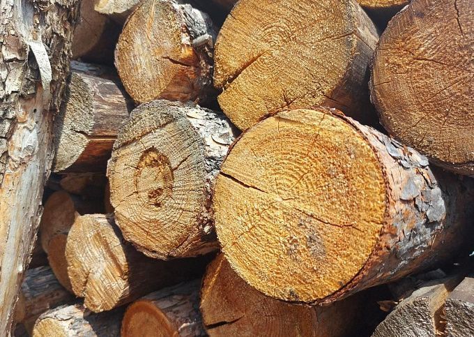 Житель Бурятии получил срок, срубив деревья в защитном лесу