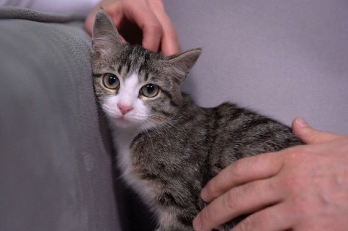 В Улан-Удэ вновь пройдет льготная стерилизация кошек