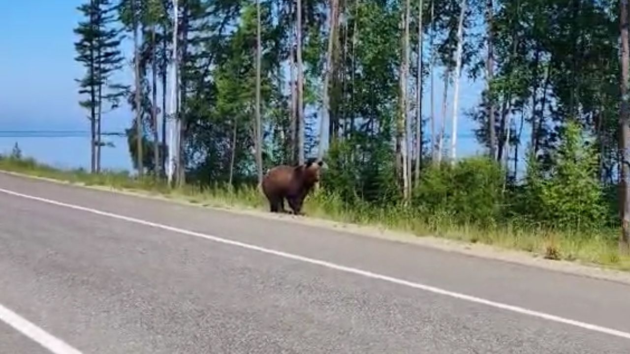 В Бурятии медведя заметили разгуливающим у Байкала. ВИДЕО