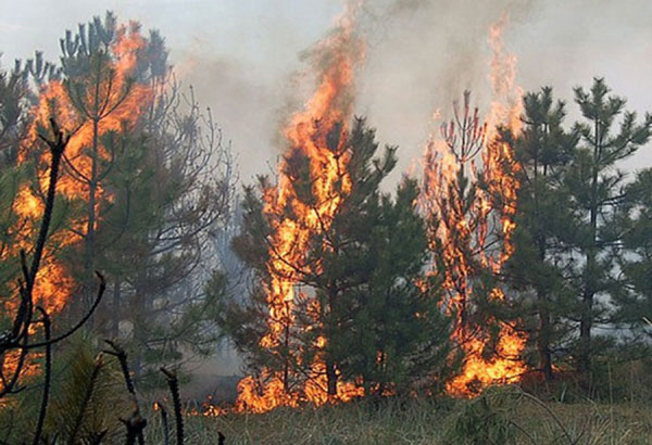 Особый противопожарный режим в лесах Бурятии могут ввести с первого апреля