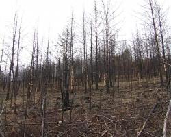 В Бурятии готовятся к лесным пожарам