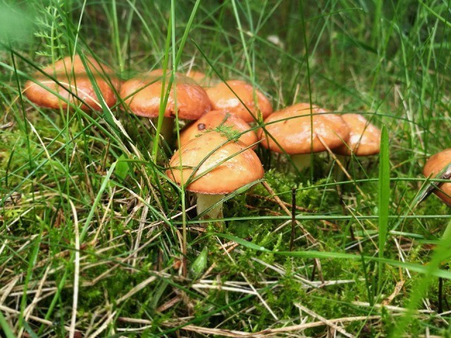 Мифы vs факты. Можно ли собирать грибы в високосный год? 