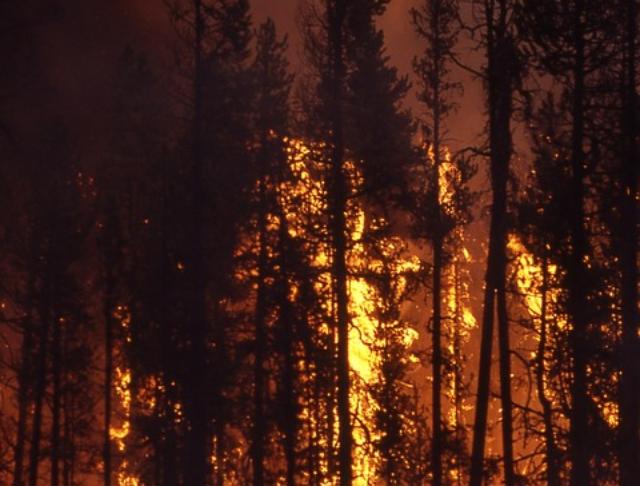 Из-за жителя Забайкалья в Бурятии горел лес