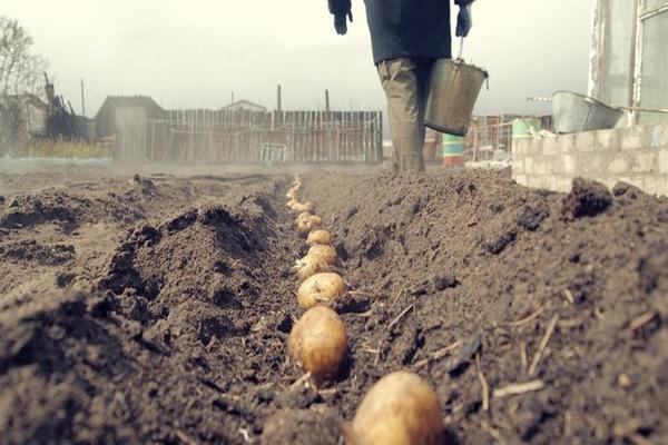 В Бурятии малообеспеченным семьям предлагают картофель