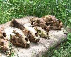 Безжалостное браконьерство. В лесу под Улан-Удэ грибники обнаружили останки 9 медведей