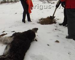 Жестокая охота. Отравления бездомных собак участились в Улан-Удэ