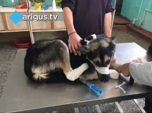 Искалеченный живодером пёс Дружок из Улан-Удэ обрел семью
