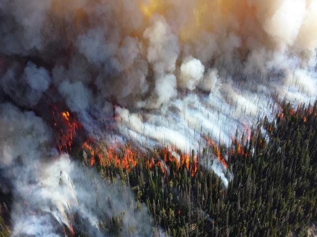 «Неужели Канада дороже вам собственной страны?»: Улан-удэнка попросила Путина спасти горящие леса Бурятии