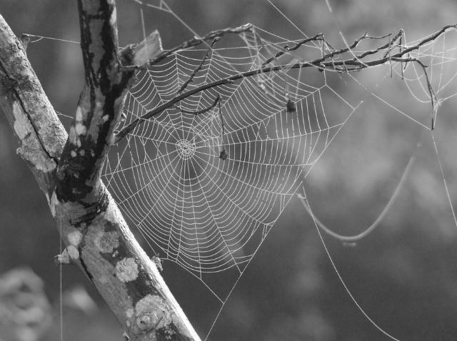 В окрестностях Улан-Удэ из-за засухи появились необычные тарантулы