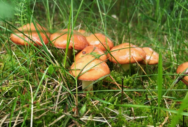 В Бурятии нашли пропавших грибников из Иркутска 