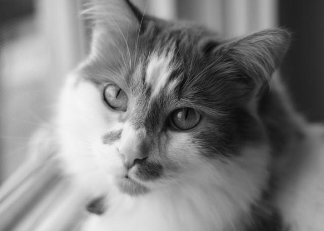В Бурятии сельчанин пойдёт под суд за жестокое обращение с котом