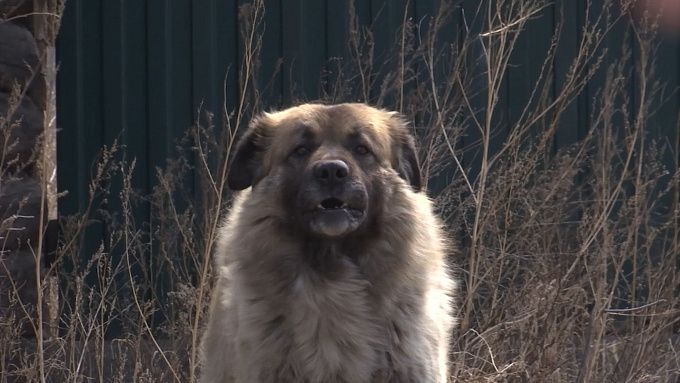 В Улан-Удэ владелец собаки уже получил три штрафа за самовыгул, но продолжает отпускать ее за ограду
