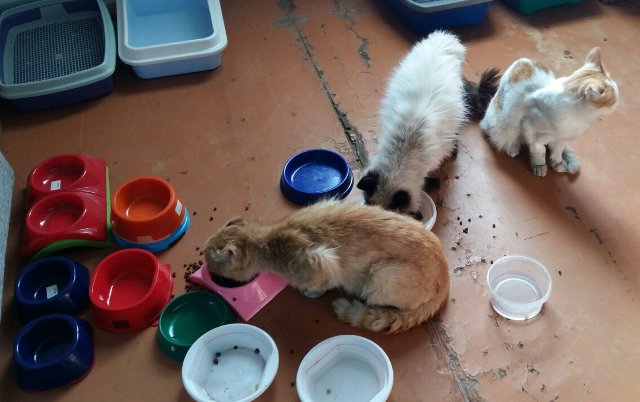 В Бурятии пострадавшие на пожаре кошки обрели новый дом 