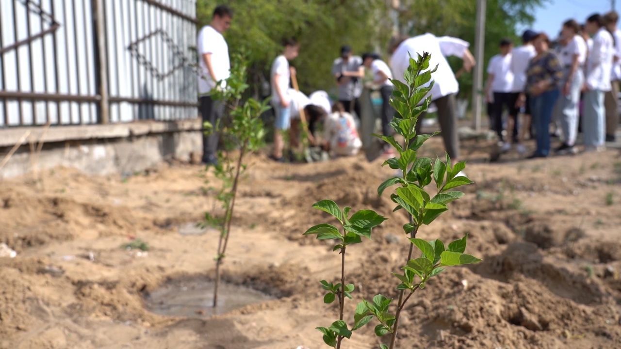 Посадить акацию как забор возле дома