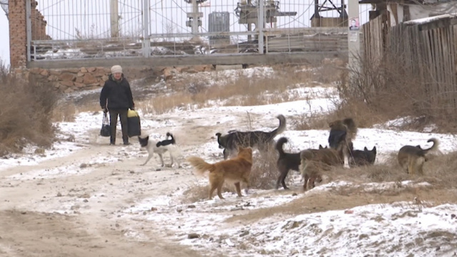 В Улан-Удэ отловят собак, захвативших территорию школы