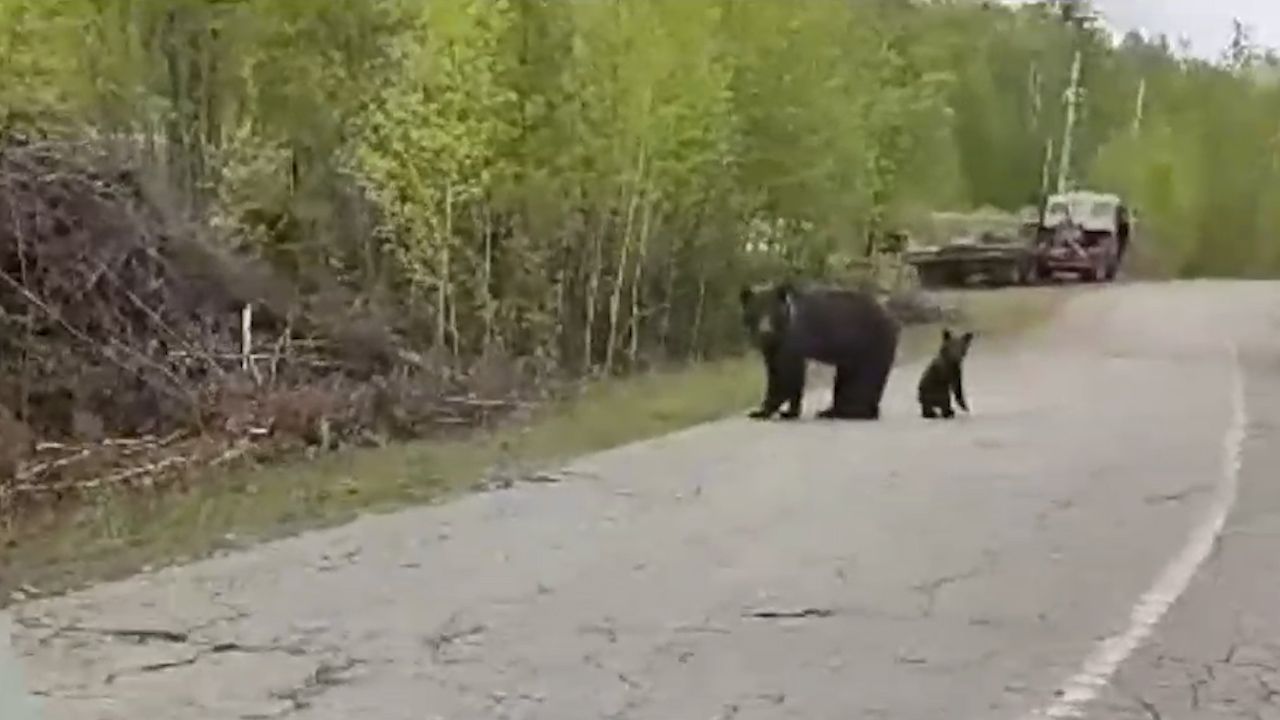 Медведи преградили путь автомобилистам в Бурятии. ВИДЕО