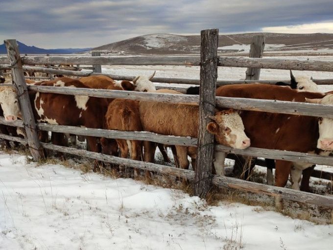 Жителям Бурятии могут отказать в компенсации за изъятый после болезни скот
