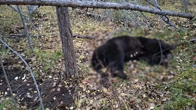 Медведь вышел к жилым постройкам в Бурятии. Пришлось открыть огонь