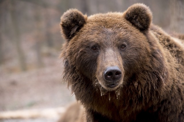 «Выживший»: В Бурятии впервые за сезон медведь напал на человека 