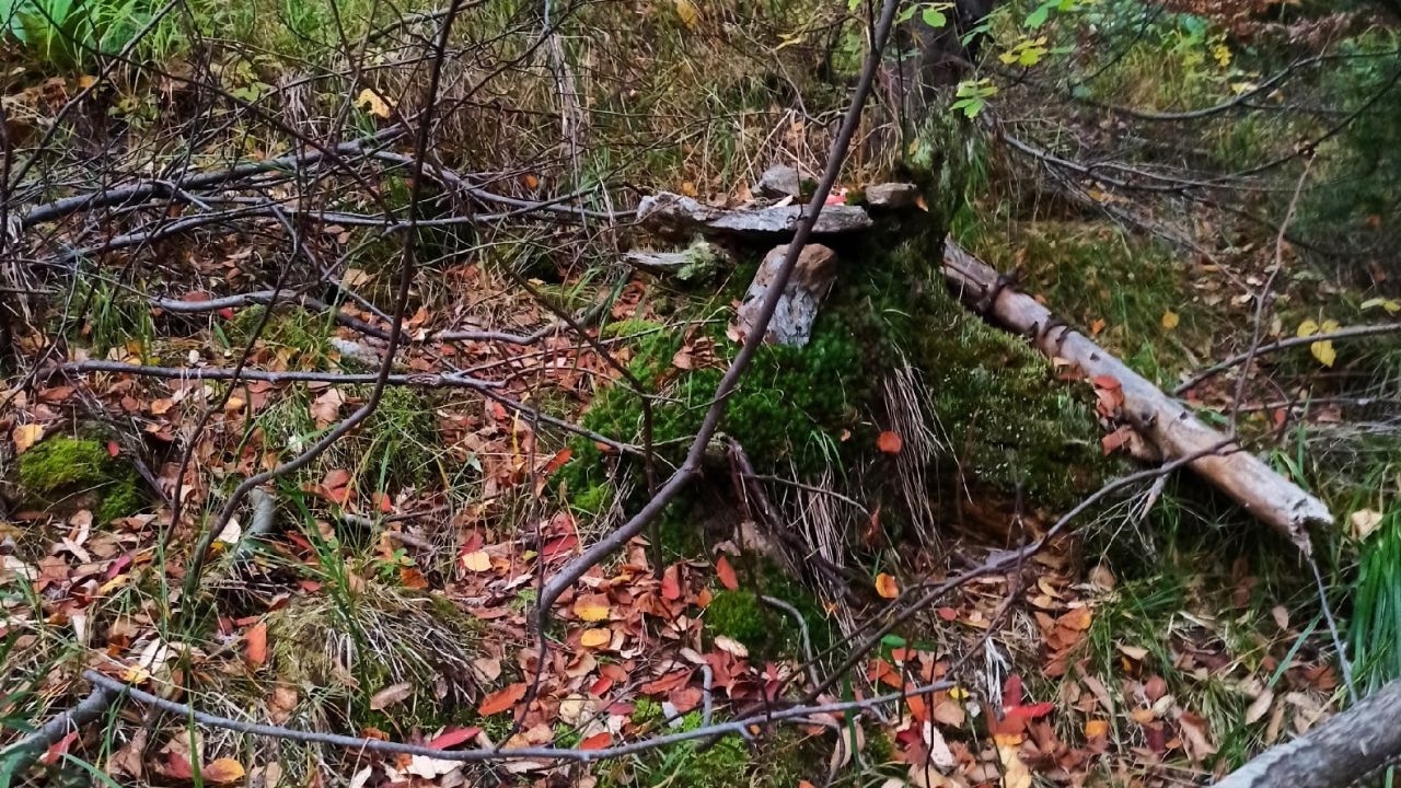 Валежник В Лесу Фото