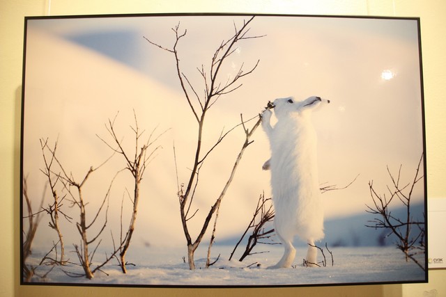 Улан-удэнцев приглашают на выставку фотографий дикой природы