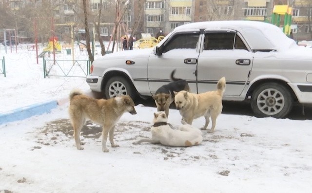 В Улан-Удэ предлагают ввести временный мораторий на действие закона о гуманном отношении к животным