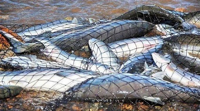 Полный запрет на ловлю омуля введут на севере Бурятии