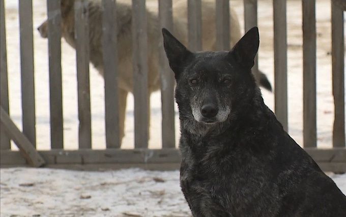 В Улан-Удэ изменились контакты служб отлова собак