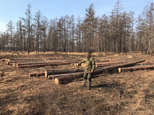 В Бурятии забайкалец вырубил лес на полмиллиона рублей