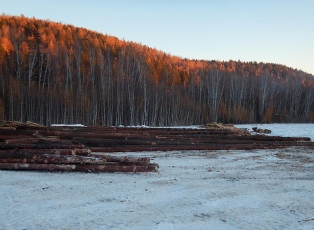 В Бурятии бизнесмен изуродовал нацпарк, вырубив леса на три миллиона
