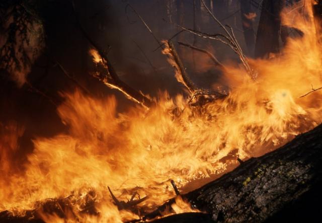 Гринпис: Пожары в Бурятии уже не потушить