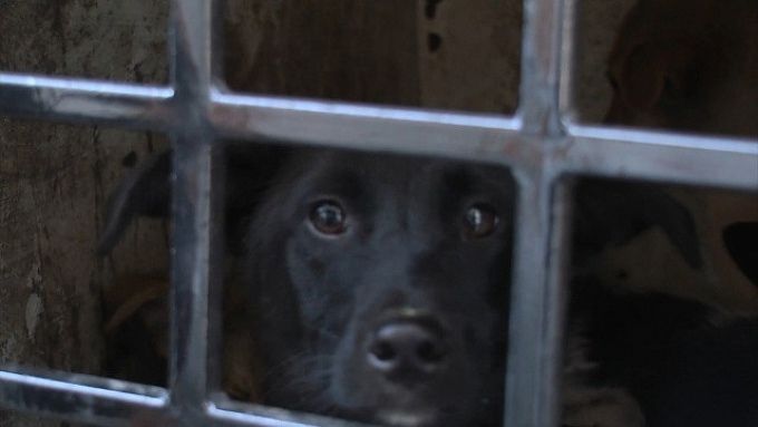 Путин подписал закон о правилах обращения с бездомными животными