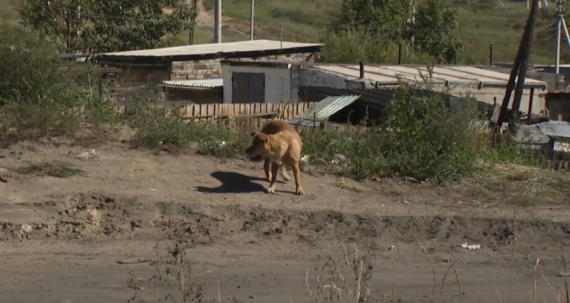 Маленькие щенки Чукотской собаки. Маленькая собачка нападает на большую. Мелкое нападение