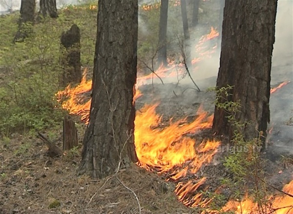 В Бурятии тушение лесных пожаров осложняет теплая и ветреная погода