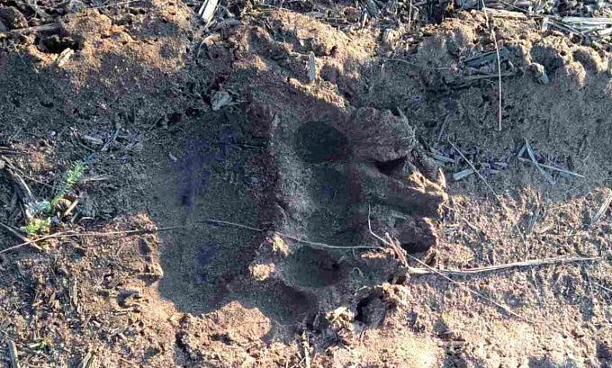 В Бурятии рядом с селом снова видели медведя