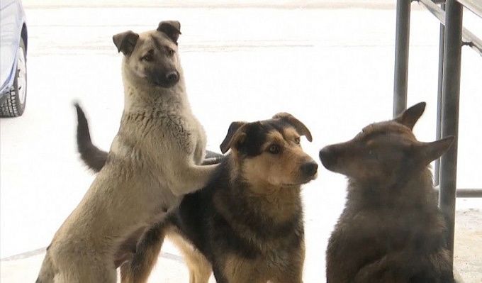 Агрессивные собаки нападают на жителей района Бурятии 